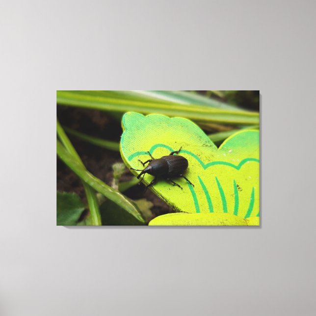 Wevil , Käfer , Curculionoidea , Bug Leinwanddruck (Vorderseite)