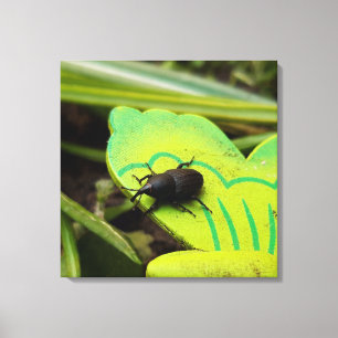 Wevil , Käfer , Curculionoidea , Bug Leinwanddruck