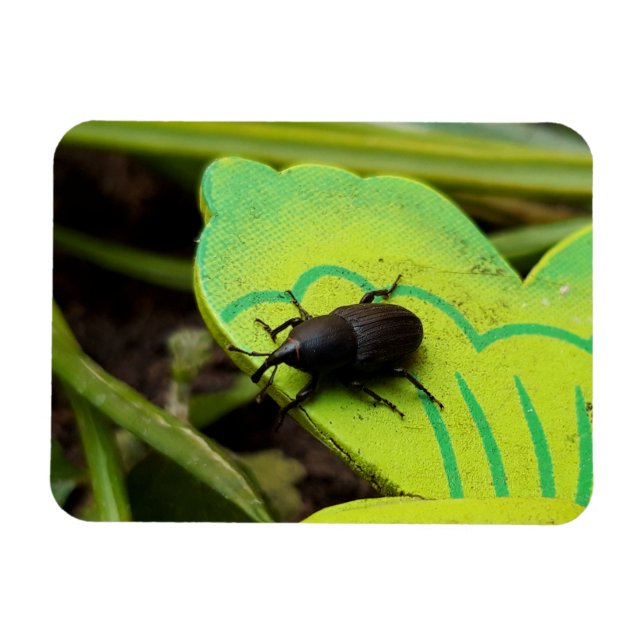 Wevil , Käfer , Curculionoidea , Bug Magnet (Horizontal)