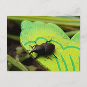 Wevil , Käfer , Curculionoidea , Bug Postkarte