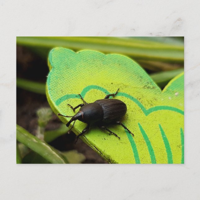 Wevil , Käfer , Curculionoidea , Bug Postkarte (Vorderseite)