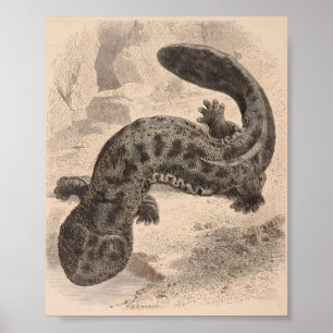 WH Freeman - der große japanische Salamander Poster