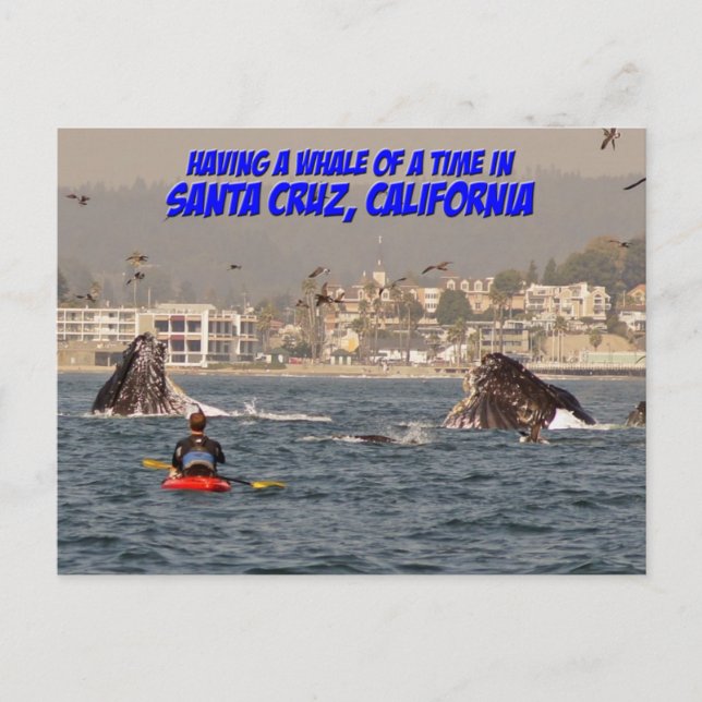 Whale a Time Santa Cruz Postcard Postkarte (Vorderseite)