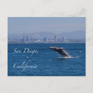 Whale Breaching in San Diego Postkarte