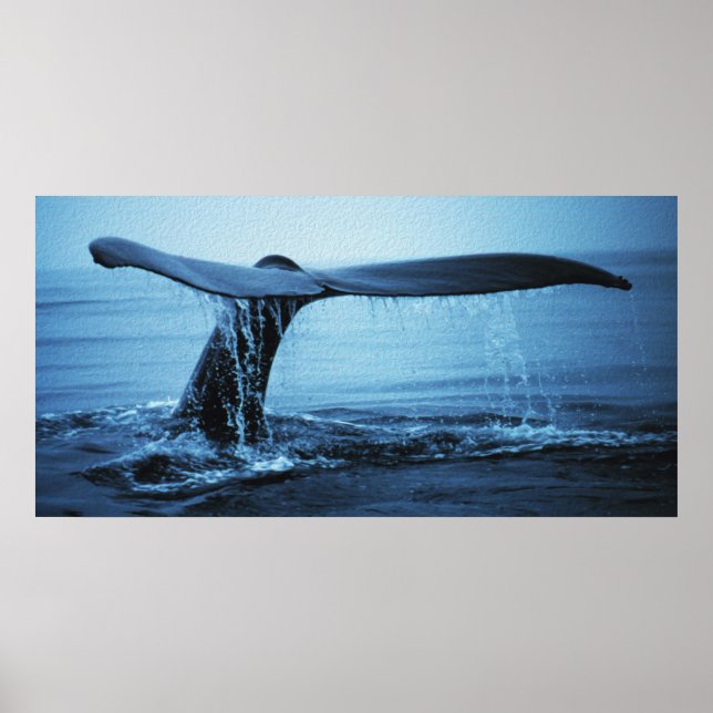 Whale Fluke Poster (Vorne)