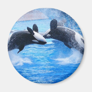 Whale Foto Magnet