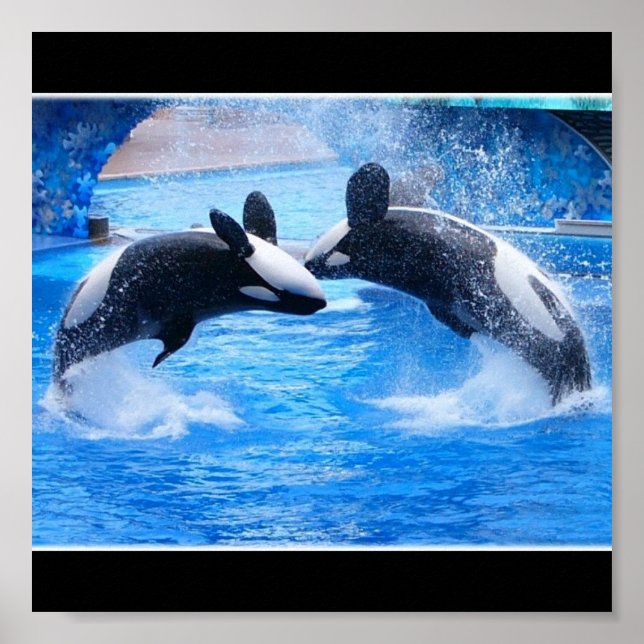 Whale Foto Poster Print (Vorne)