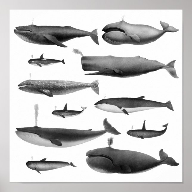 Whale Illustration Poster (Vorne)