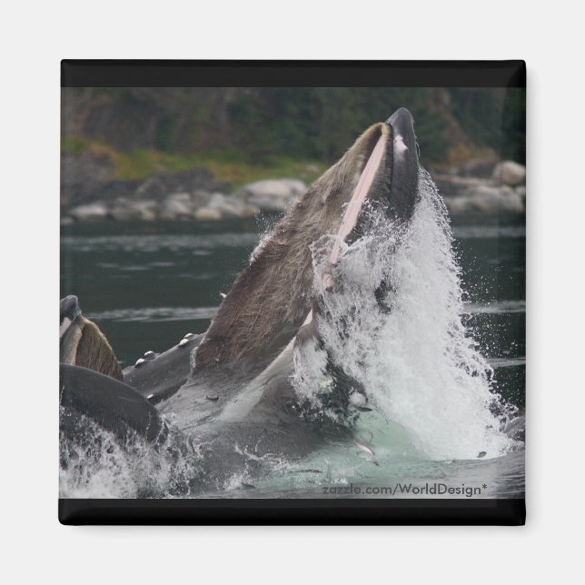 Whale Magnet (Vorne)