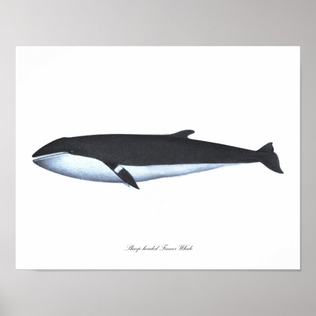 Whale Poster Print #16 Nautical Wohngestaltung Art (Vorne)