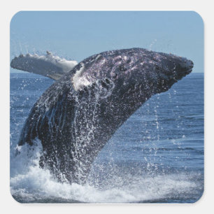Whale Quadratischer Aufkleber