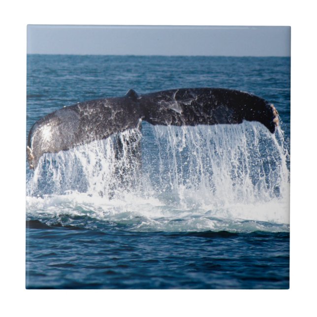 Whale Schwanz Fliese (Vorderseite)