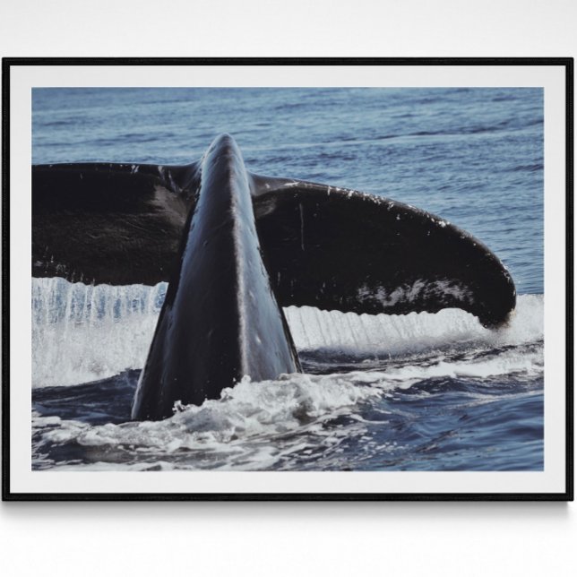 Whale Schwanz Kunstfotografie drucken Poster (Von Creator hochgeladen)
