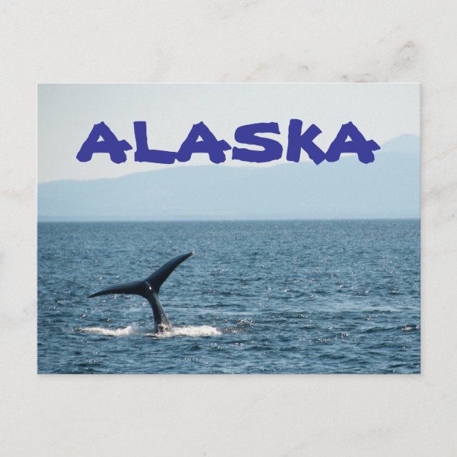 Whale Schwanz Landschaftlich Alaska Postcard Postkarte (Vorderseite)
