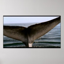 Whale-Schwanz-Poster