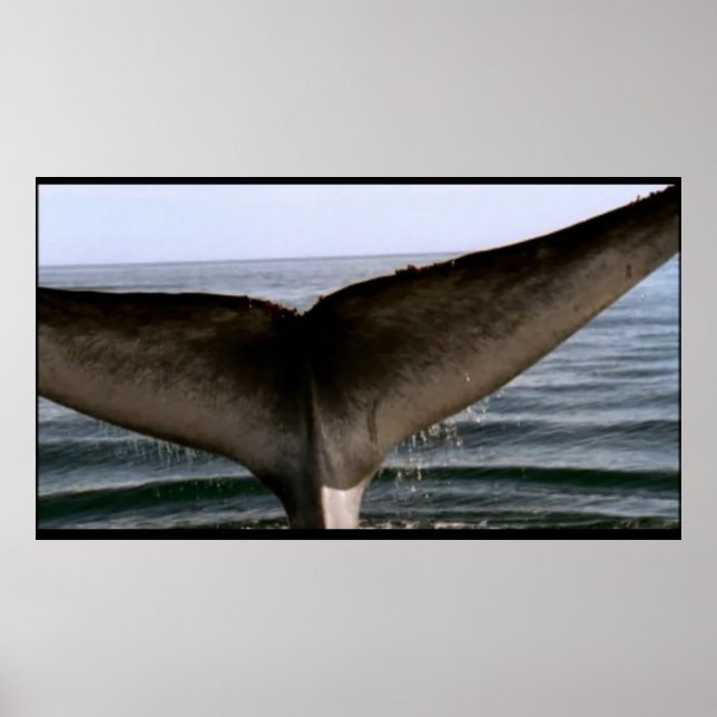 Whale-Schwanz-Poster Poster (Vorne)