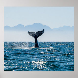 Whale Schwanz Seascape: Dramatisches Wasser. Poster