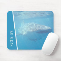 Whale Shark Australia Underwater Foto