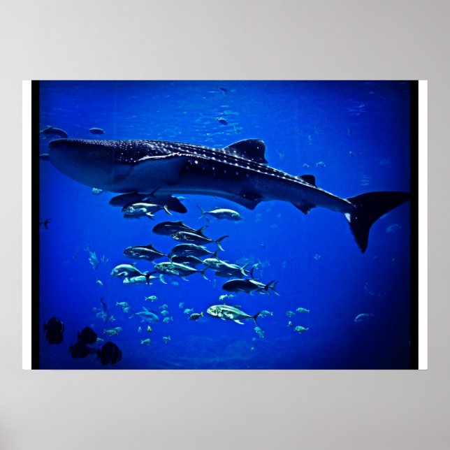 Whale Shark Poster (Vorne)