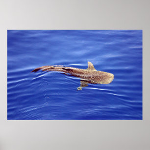Whale Shark Poster