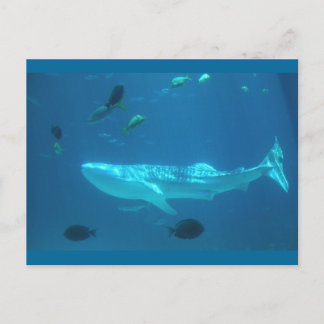 Whale Shark Postkarte