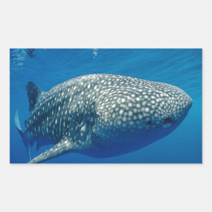 Whale Shark Rechteckiger Aufkleber