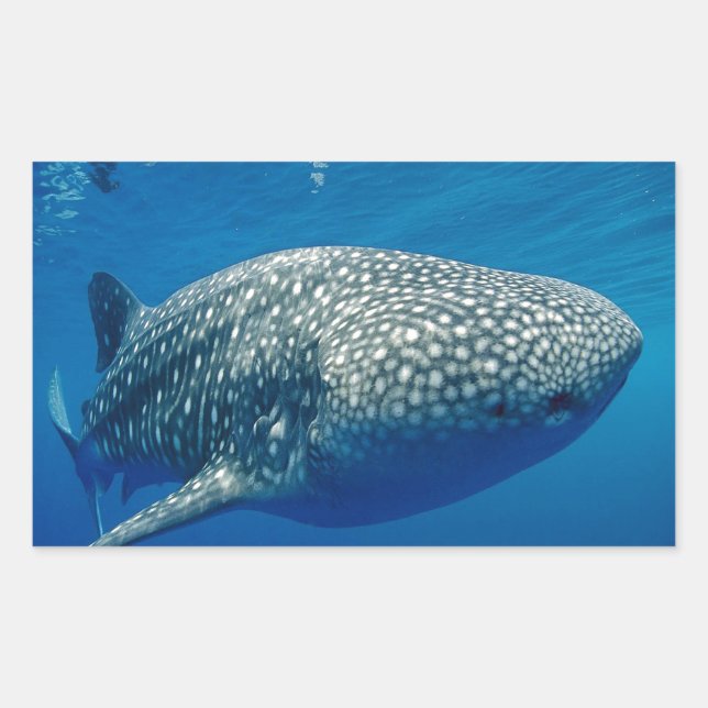 Whale Shark Rechteckiger Aufkleber (Vorderseite)