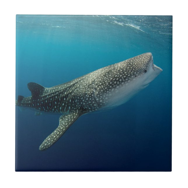 Whale Shark Schwimmen Fliese (Vorderseite)