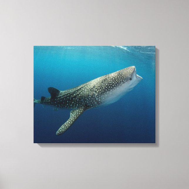Whale Shark Schwimmen Leinwanddruck (Vorderseite)