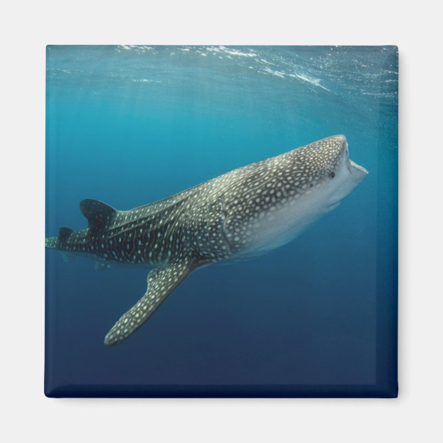 Whale Shark Schwimmen Magnet (Vorne)