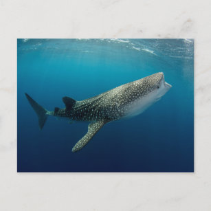 Whale Shark Schwimmen Postkarte