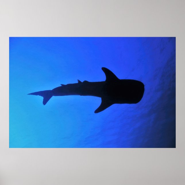 Whale Shark Silhouette Poster (Vorne)