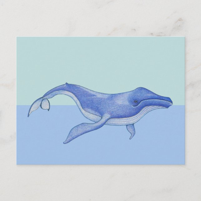 Whale solo Postcard Postkarte (Vorderseite)