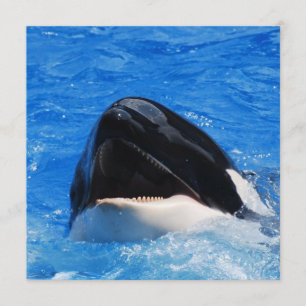 Whale Sounds Einladungen