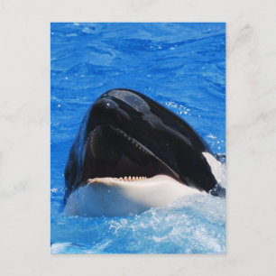 Whale Sounds Postcard Postkarte