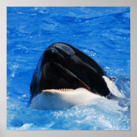 Whale Sounds Poster