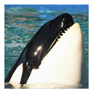 Whale Sprichwort Hello Fotodruck