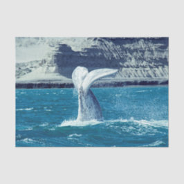 Whale Wal Schwanz - Argentinien Postkarte Seidenpapier