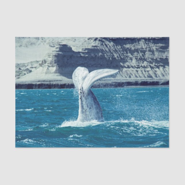 Whale Wal Schwanz - Argentinien Postkarte Seidenpapier (Vorderseite)