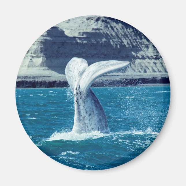 Whale-Wal-Schwanz Magnet (Vorne)