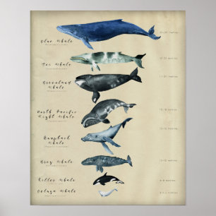 Whalenkarte Poster