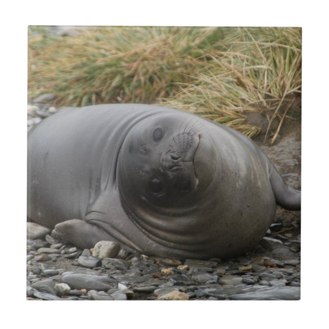 Whassup? Siegel-Fliese Fliese (Vorderseite)