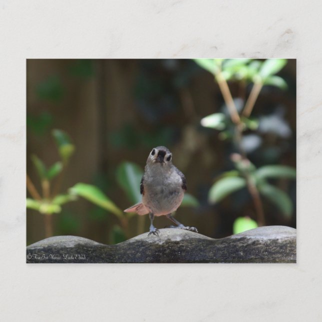 Whatcha Doin Postkarte (Vorderseite)