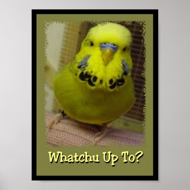 Whatchu bis 3 poster (Vorne)