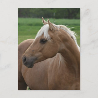 Whatzlin Jac Postkarte