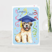 Wheaten Graduate