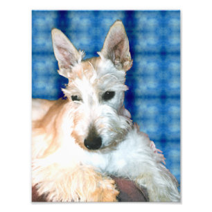 Wheaten Scottie-Foto-Druck Fotodruck