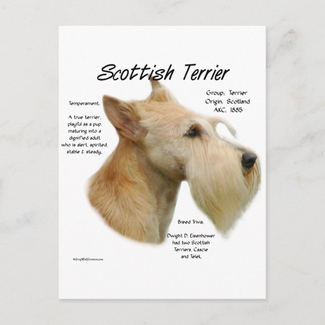 Wheaten Scottie History Postkarte (Vorderseite)