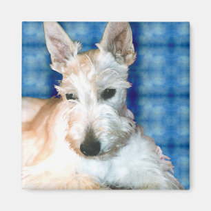 Wheaten Scottie Magnets Magnet
