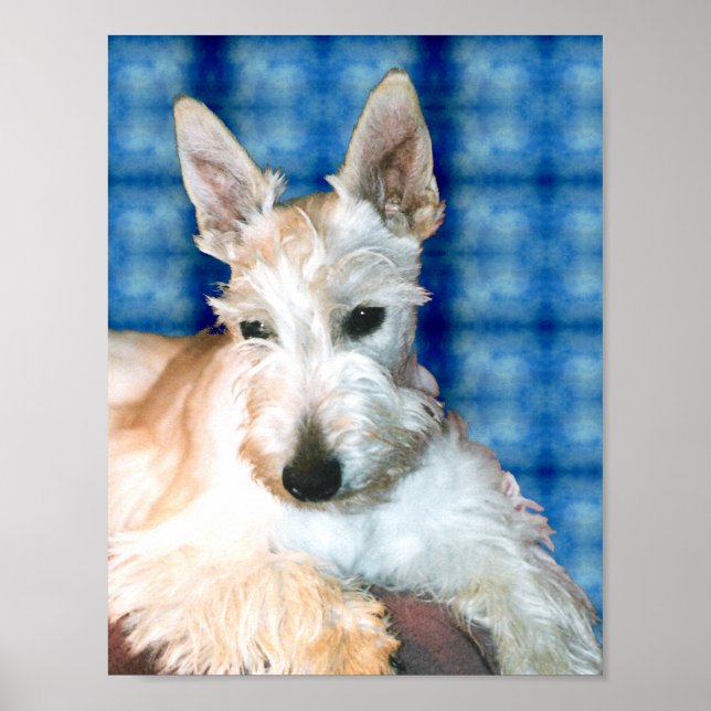 Wheaten Scottie Poster (Vorne)